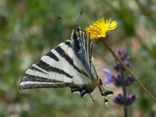 Machaon, Drugelio Karalienė, Libar, Žiedadulkės, Kiaulpienė, Papilio Machaon