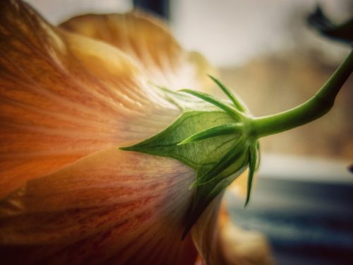 Makro, Gėlė, Žiedas, Žydėti, Gamta, Oranžinė, Makrofotografija