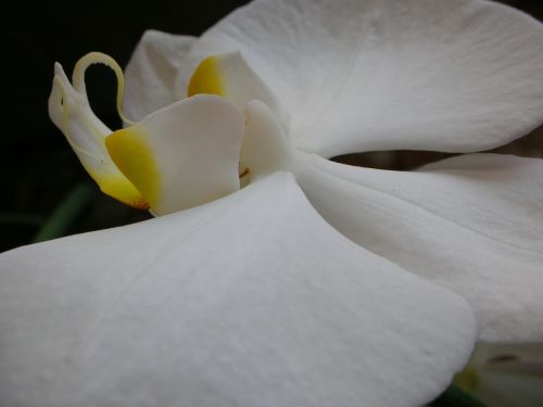 Makro, Balta, Orchidėja, Gėlės, Atogrąžų
