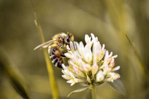 Makro, Vabzdys, Gamta, Skristi, Vasara, Fauna, Vienas