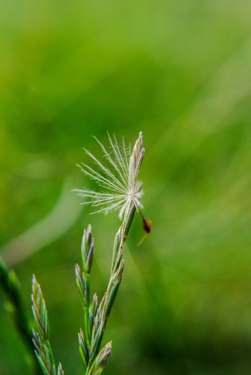 Makro, Sonchus Oleraceus, Augalas, Skraidantis, Gėlė