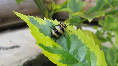 Makro, Vabzdys, Cucarron, Kolumbija