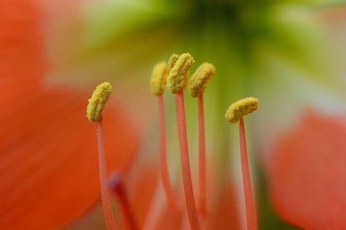 Makro, Nikond7100, Nikkor60Mm, Gėlė, Iš Arti, Gamta, Flora, Sodas, Vasara, Blur, Augimas