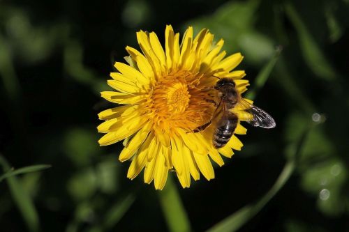 Makro, Medaus Bitė, Gėlė