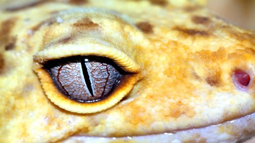 Makro,  Leopardo Gecko,  Ropliai
