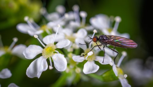 Makro,  Vabzdys,  Gėlė