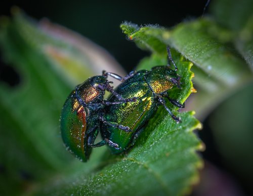 Makro,  Vabzdys,  Vabaliukas,  Coleoptera