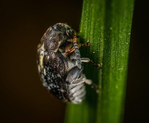Makro,  Vabzdys,  Bespozvonochnoe,  Coleoptera,  Vabaliukas,  Ašmenys Žolės