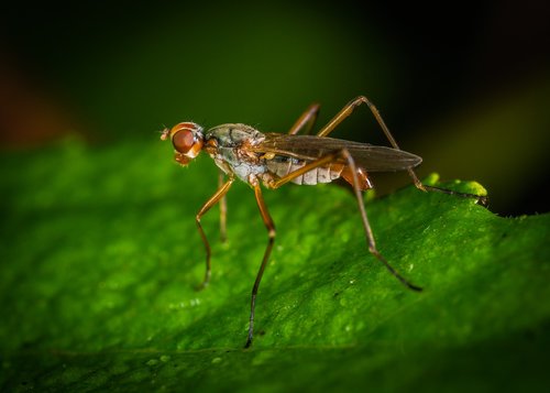 Makro,  Insest,  Bestuburis,  Modulenode,  Diptera,  Flo