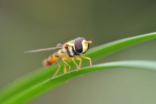 Makro,  Vabzdys,  Skristi,  Gamta,  Gyvūnas,  Vasara,  Modelis,  Fauna,  Spalvinga,  Sezonas,  Flora,  Mažas,  Natūralus,  Lauke,  Augalas,  Sodas,  Gėlė,  Klaida,  Uždaryti,  Sparnas,  Spalva,  Juoda,  Pavasaris,  Balta,  Diena,  Raudona,  Kūnas,  Drugelis,  Žalias,  Geltona,  Parkas,  Šviesa,  Plaukuotas,  Patrauklus