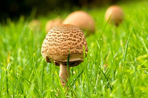 Macrolepiota & Nbsp,  Procera,  Grybai,  Macrolepiota Procera