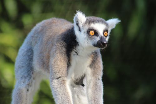 Madagaskaras, Gyvūnas, Laukiniai, Lemūrai, Zoologijos Sodas