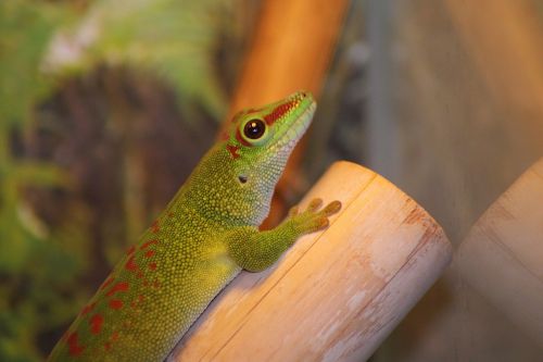 Madagaskaro Dienos Gecko, Gecko, Phelsuma Madagascariensis, Žalias, Ropliai, Driežas, Dienos Gecko, Terariumas, Gamta, Padaras, Skalė