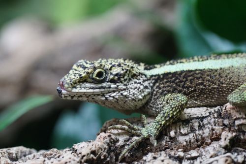 Madagaskaro Iguana, Iguana, Ropliai, Egzotiškas, Laukinė Gamta, Gamta, Zoologijos Sodas, Miškas