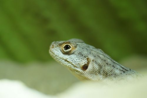 Madagaskaro Iguana Oplurus, Iguana, Skalė