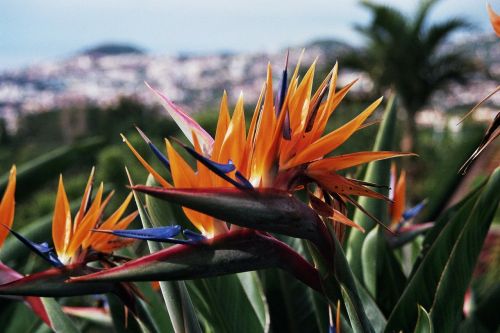 Madeira, Botanikos Sodas, Papūgos Gėlė, Portugal, Атлантический, Sala, Pavasaris