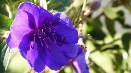 Madeira, Portugal, Flora, Gėlė, Violetinė