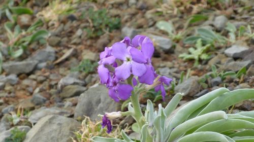 Madeira, Gėlė, Violetinė, Portugal, Flora