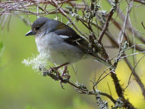 Madeira, Ile, Paukštis, Fauna, Ornitologija, Gamta