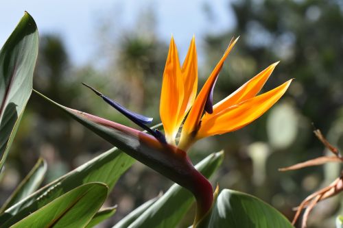 Madeira, Caudata, Egzotiška Gėlė