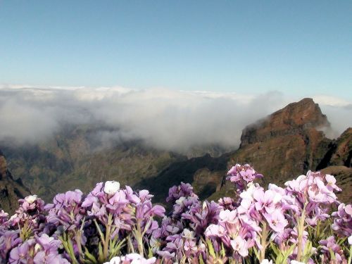 Madeira, Kalnas, Aukščiausiojo Lygio Susitikimas, Portugal, Sala, Pavasaris, Gamta, Augalai