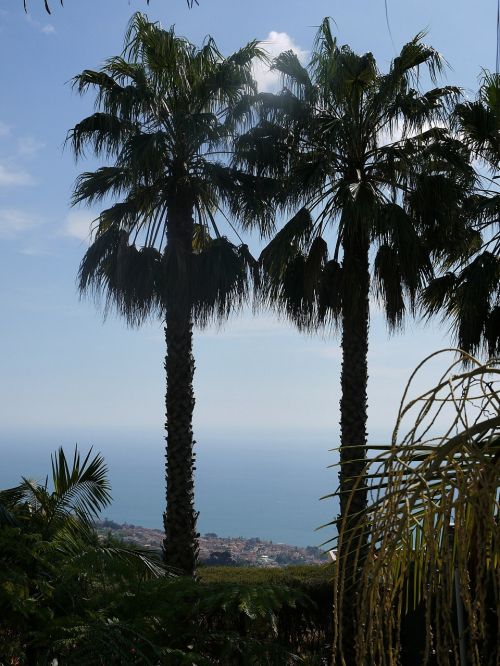 Madeira, Palmės, Jūra, Gėlių Sala, Horizontas, Dangus