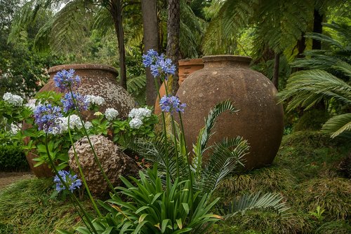 Madeira,  Tropical Garden,  Agapanthes,  Ortensias,  Paparčiai,  Keramika