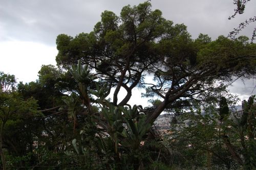 Madeira, Funchal, Botanikos Sodas