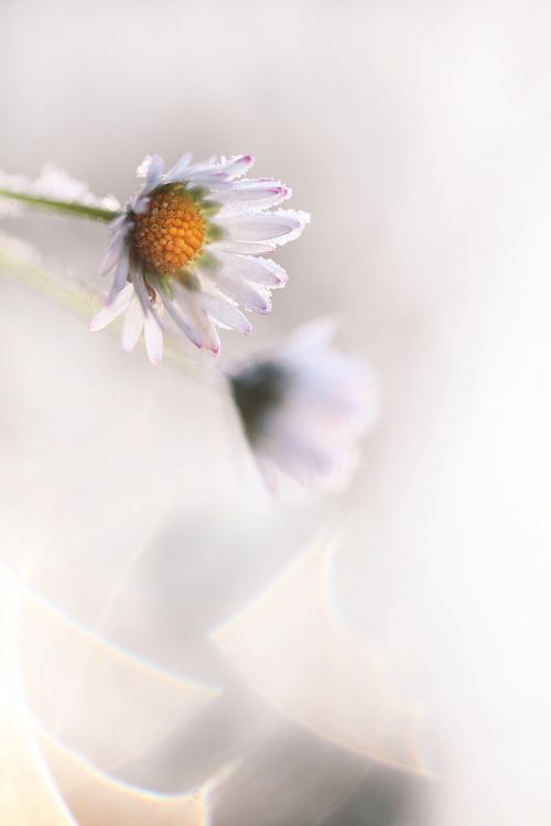 Madelief, Daisy, Gėlė, Žiema, Prinokę, Balta, Šaltas, Sodas, Sodininkystė, Bokeh, Mažos Gėlės, Ledas, Sniegas