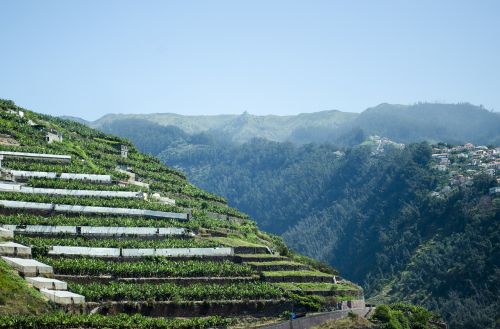 Madeira, Portugal, Gamta, Augalai, Auginimas, Arbata