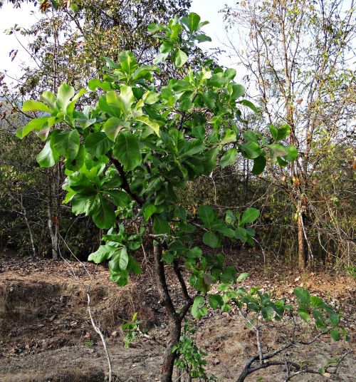 Madhuca Longifolia, Medis, Mahwa, Mahua, Iluppai, Madhuca Indica, Lapuočių, Indija