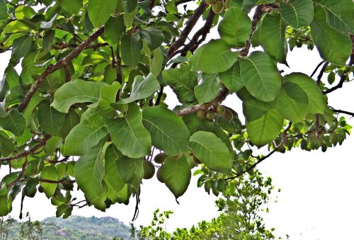 Madhuca Longifolia, Mahwa, Mahua, Vaisiai, Iluppai, Medis, Lapuočių, Indija