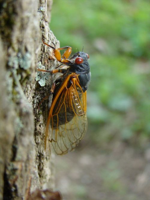 Magicicada, Periodinė Cicada, Cicada, 17 Metai, Septyniolika Metų, Medis, Vabzdys, Šiaurės Amerika