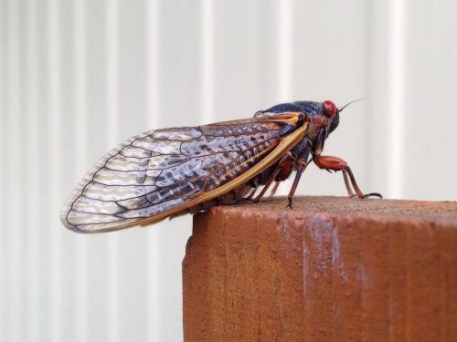 Magicicada, Periodinė Cicada, Cicada, 17 Metai, Septyniolika Metų, Vabzdys, Šiaurės Amerika