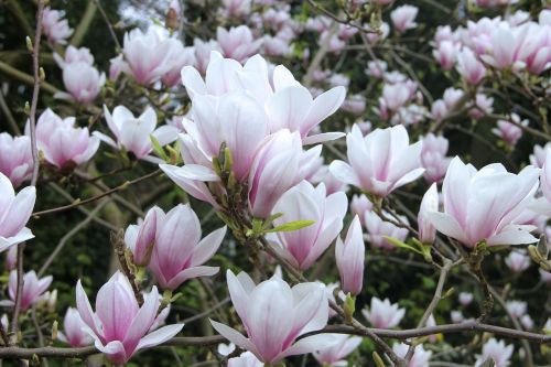 Magnolija, Tulpė Magnolija, Gėlės, Pavasaris, Gamta