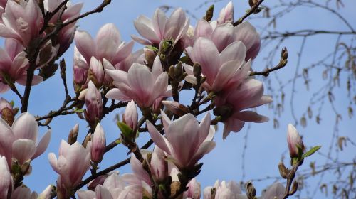 Magnolija, Magnolijos Gėlės, Pavasaris
