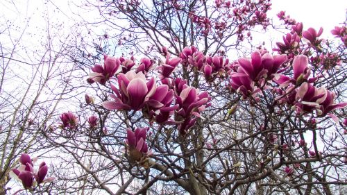Magnolija, Pavasaris, Pavasario Gėlės