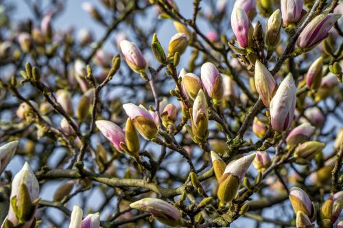 Magnolija, Magnolijos Medis, Pavasaris, Budas, Magnolijos Gėlės, Gamta, Gėlės