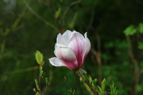 Magnolija, Medis, Gėlė, Gamta, Sodas