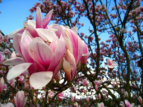 Magnolija, Magnolijos Medis, Rožinė Gėlė, Magnolijos Lapai, Frühlingsblüher, Ankstyvas Bloomer, Pavasario Gėlės, Gėlės