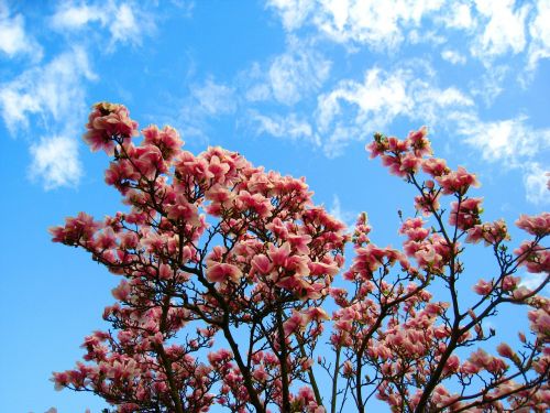 Magnolija, Magnolijos Medis, Rožinė Gėlė, Magnolijos Lapai, Frühlingsblüher, Ankstyvas Bloomer, Pavasario Gėlės, Gėlės