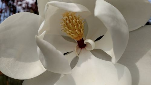 Magnolija, Medis, Gėlė