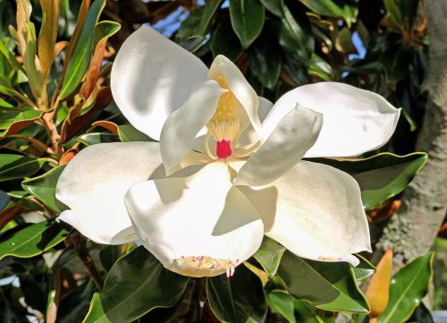 Magnolija, Tuti, Gėlė, Medis, Florida Augmenija, Gamta