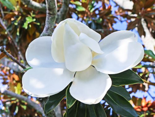 Magnolija, Gėlė, Medis, Balta Gėlė, Florida Augmenija, Gamta