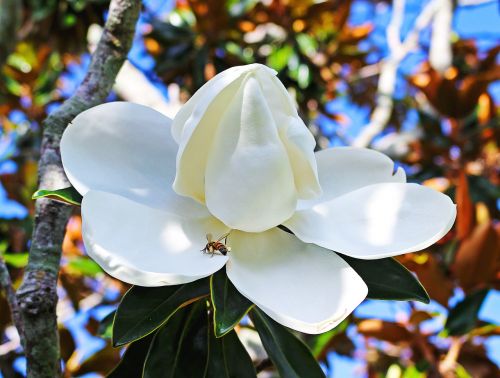 Magnolija, Gėlė, Medis, Balta Gėlė, Florida Augmenija, Gamta