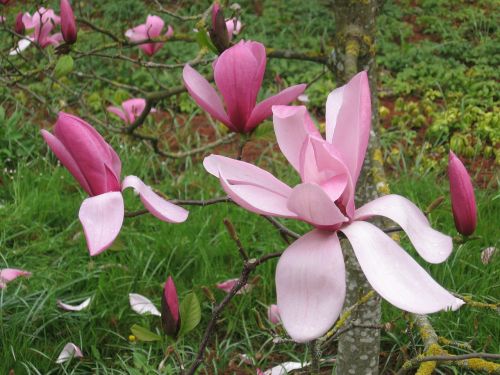 Magnolija, Gėlės, Pavasaris