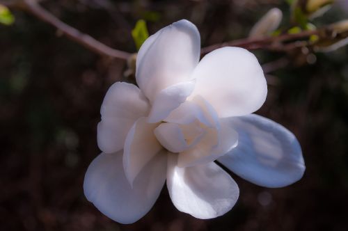 Magnolija, Žiedas, Žydėti, Pavasaris, Medis, Rožinis, Gėlė, Pilnai Žydėti, Frühlingsblüher, Spalva, Pavasario Saulė, Šiltas, Minkštas, Balta, Atsipalaiduoti