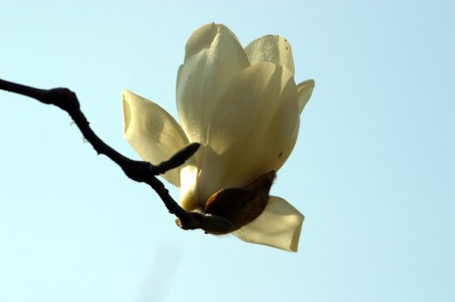 Magnolija, Balta Magnolija, Gėlės, Magnolijos Gėlė, Pavasaris