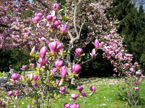 Magnolija, Pavasaris, Budas, Gėlės, Medis