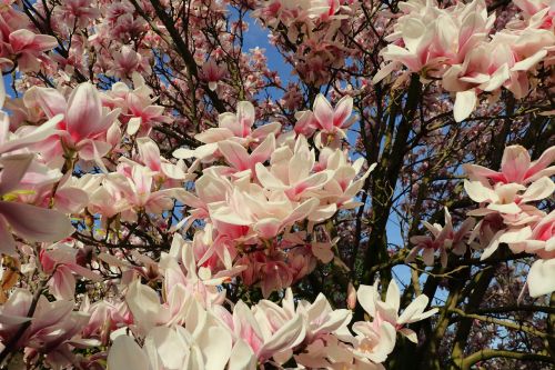 Magnolija, Magnolijos Medis, Pavasaris, Rožinis, Augalas, Žiedas, Žydėti, Budas, Gėlės, Magnoliengewaechs, Frühlingsblüher